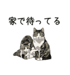 保護猫 家猫 いやしスタンプ（個別スタンプ：5）