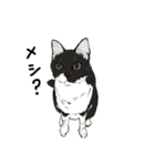 保護猫 家猫 いやしスタンプ（個別スタンプ：9）