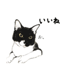 保護猫 家猫 いやしスタンプ（個別スタンプ：10）