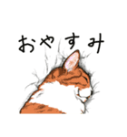 保護猫 家猫 いやしスタンプ（個別スタンプ：12）