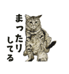 保護猫 家猫 いやしスタンプ（個別スタンプ：13）