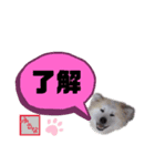 秋田犬 貴龍.優月.楓七と銀（個別スタンプ：14）