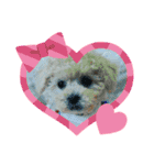 Cute Dog Potpourri（個別スタンプ：5）
