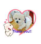 Cute Dog Potpourri（個別スタンプ：6）
