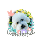 Cute Dog Potpourri（個別スタンプ：7）