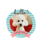 Cute Dog Potpourri（個別スタンプ：8）