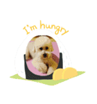 Cute Dog Potpourri（個別スタンプ：9）