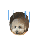 Cute Dog Potpourri（個別スタンプ：13）