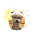 Cute Dog Potpourri（個別スタンプ：14）