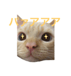 ねこのコロネさん お顔スタンプ（個別スタンプ：1）