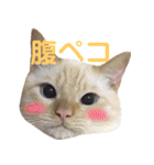 ねこのコロネさん お顔スタンプ（個別スタンプ：3）