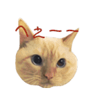 ねこのコロネさん お顔スタンプ（個別スタンプ：4）