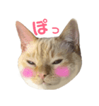 ねこのコロネさん お顔スタンプ（個別スタンプ：5）