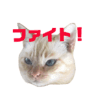 ねこのコロネさん お顔スタンプ（個別スタンプ：6）