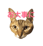 ねこのコロネさん お顔スタンプ（個別スタンプ：7）