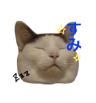ねこのコロネさん お顔スタンプ（個別スタンプ：11）