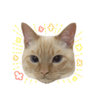 ねこのコロネさん お顔スタンプ（個別スタンプ：12）