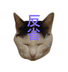 ねこのコロネさん お顔スタンプ（個別スタンプ：13）
