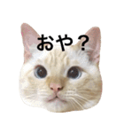 ねこのコロネさん お顔スタンプ（個別スタンプ：15）