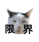 ねこのコロネさん お顔スタンプ（個別スタンプ：16）