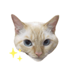ねこのコロネさん お顔スタンプ（個別スタンプ：20）