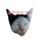 ねこのコロネさん お顔スタンプ（個別スタンプ：21）