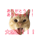 ねこのコロネさん お顔スタンプ（個別スタンプ：23）