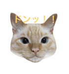 ねこのコロネさん お顔スタンプ（個別スタンプ：28）