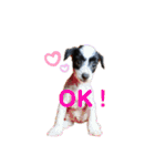 ゴトウ家の犬たちPart2（個別スタンプ：1）