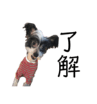 ゴトウ家の犬たちPart2（個別スタンプ：3）