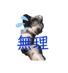 ゴトウ家の犬たちPart2（個別スタンプ：4）