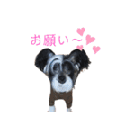 ゴトウ家の犬たちPart2（個別スタンプ：5）