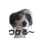 ゴトウ家の犬たちPart2（個別スタンプ：6）