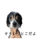 ゴトウ家の犬たちPart2（個別スタンプ：7）