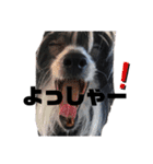 ゴトウ家の犬たちPart2（個別スタンプ：8）