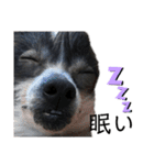 ゴトウ家の犬たちPart2（個別スタンプ：9）