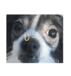 ゴトウ家の犬たちPart2（個別スタンプ：11）