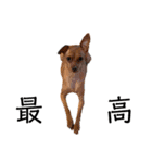 ゴトウ家の犬たちPart2（個別スタンプ：14）