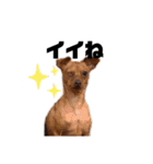 ゴトウ家の犬たちPart2（個別スタンプ：15）