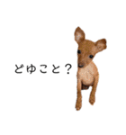 ゴトウ家の犬たちPart2（個別スタンプ：17）