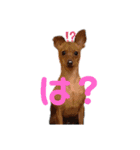 ゴトウ家の犬たちPart2（個別スタンプ：18）