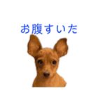ゴトウ家の犬たちPart2（個別スタンプ：19）