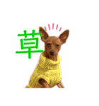 ゴトウ家の犬たちPart2（個別スタンプ：20）