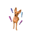 ゴトウ家の犬たちPart2（個別スタンプ：21）
