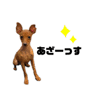 ゴトウ家の犬たちPart2（個別スタンプ：22）