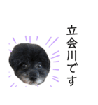 ゴトウ家の犬たちPart2（個別スタンプ：24）