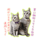 ねころぶNo.1（個別スタンプ：15）