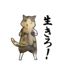 猫とひよことひよこの守護霊（個別スタンプ：34）