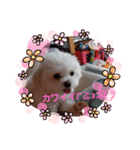 LUNA＆SEAちゃん ミックス犬2（個別スタンプ：8）