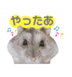 もちまる◎2（個別スタンプ：1）